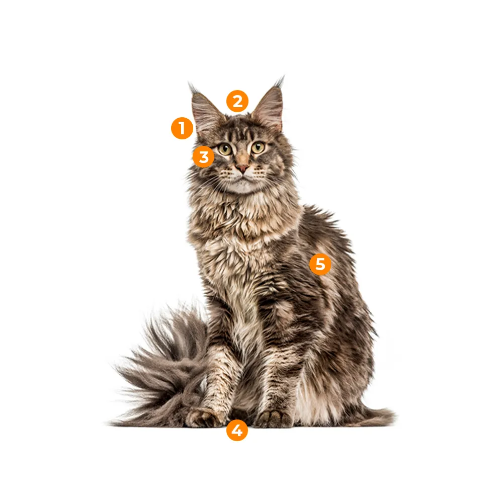 caracteristicas fisicas